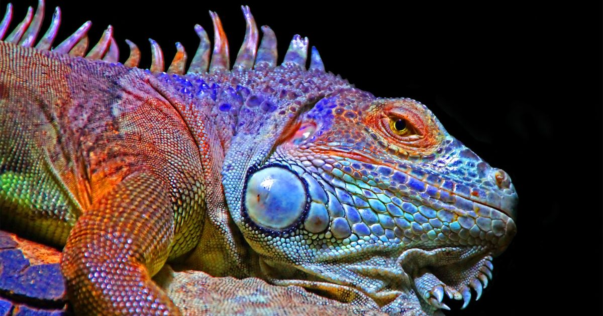 Camaleones al acecho: porque 