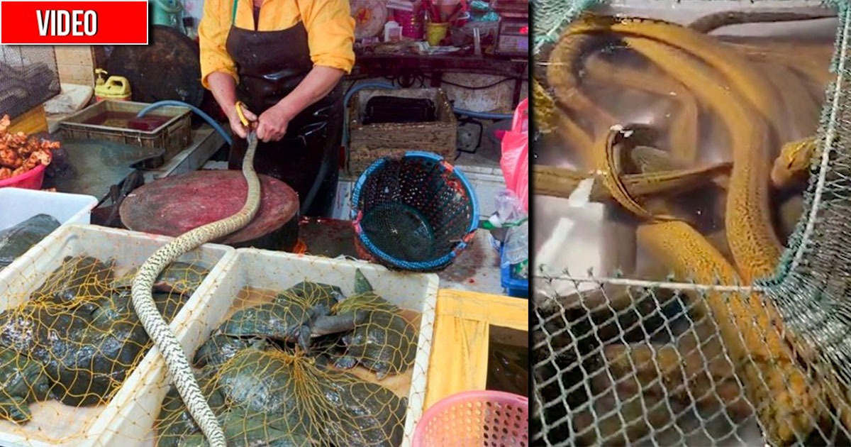 Serpientes, sapos y anguilas eléctricas: el mercado de Shanghái, el más extraño del mundo