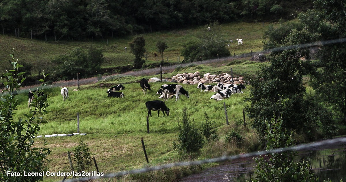 Los lecheros de Nariño están atravesando una situación crítica