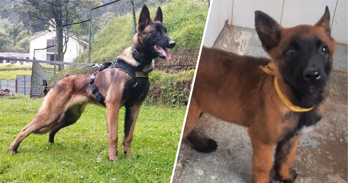 La estrategia de las fuerzas militares para encontrar a Wilson: A punta de perritas en celo