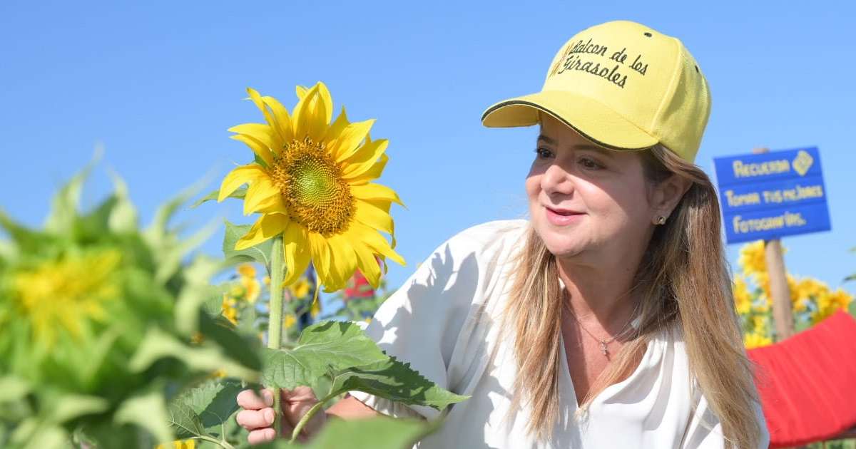 La Ruta del Girasol vuelve a Baranoa, Atlántico
