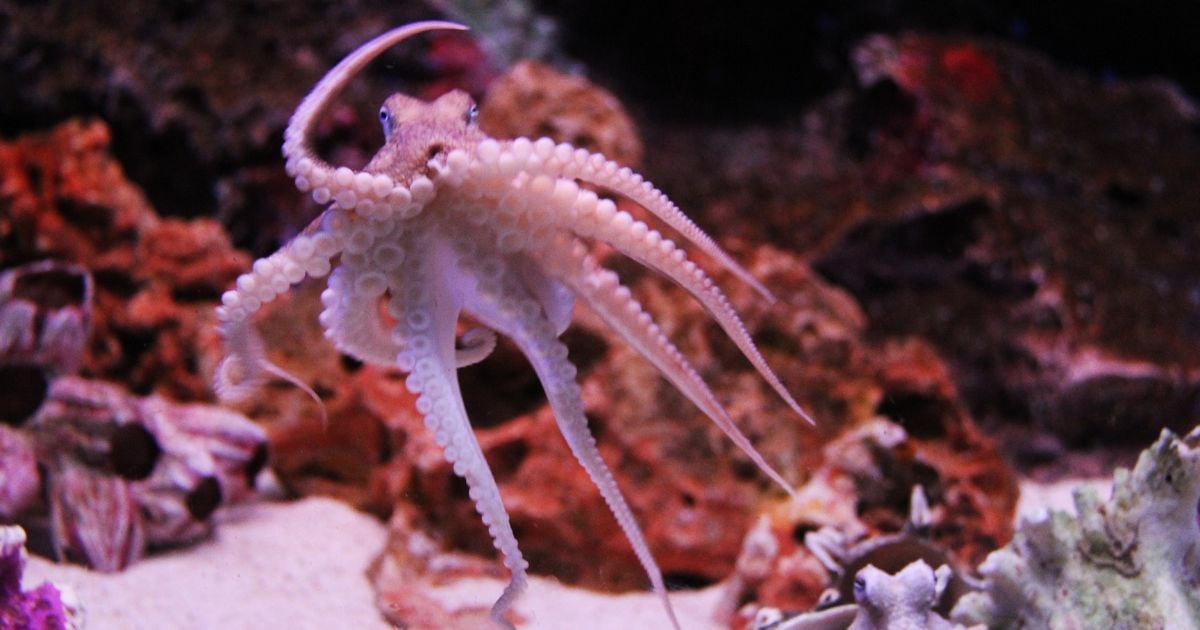 Mi maestro el pulpo (2020). La diferencia entre hacer parte de un lugar y ser visitante