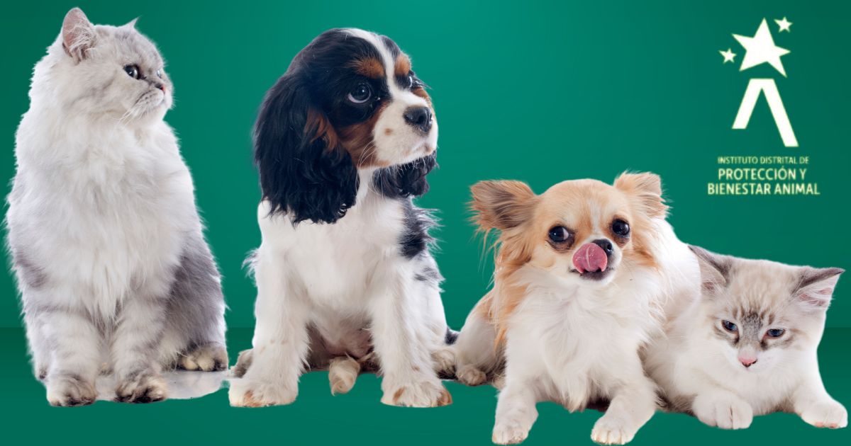 Cómo ahorrarse 100 mil pesos y esterilizar a sus mascotas gratis