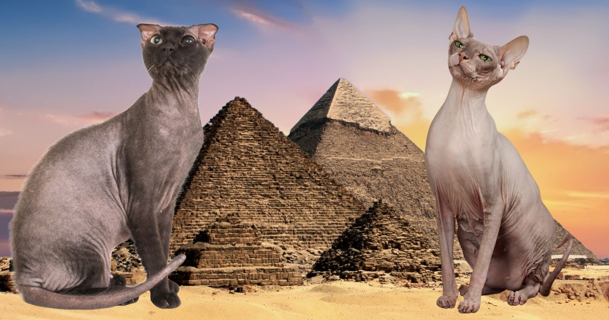 ¿Los gatos tienen siete vidas? Esta es la historia egipcia que lo sustenta