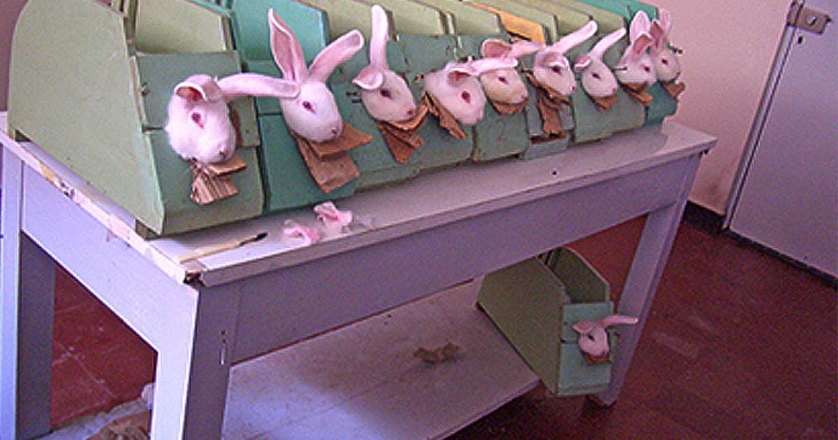 Las marcas favoritas de los colombianos que torturan animales para sus productos