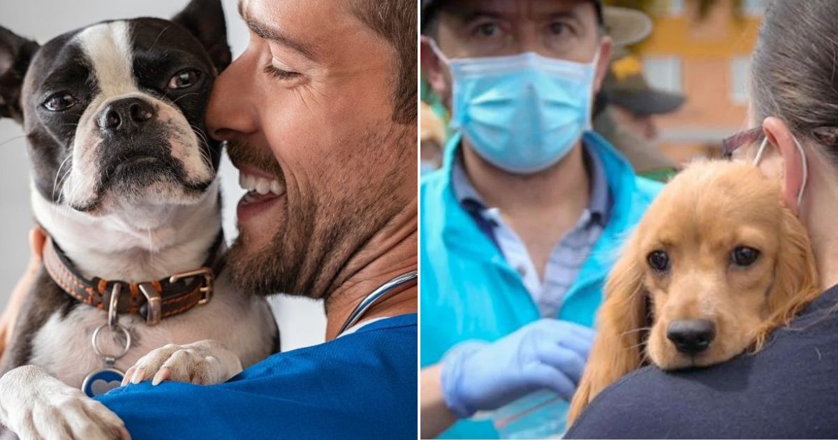 Cómo salvar a su mascota de morir envenenada o intoxicada