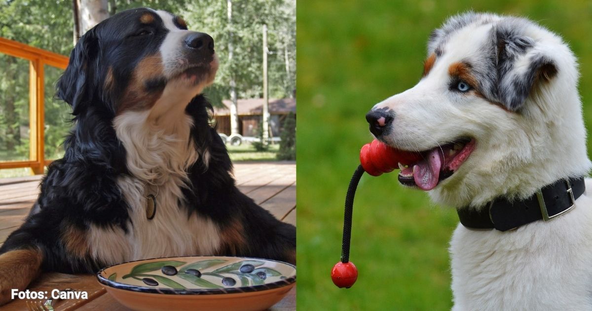 Colombia cada vez produce más productos para mascotas