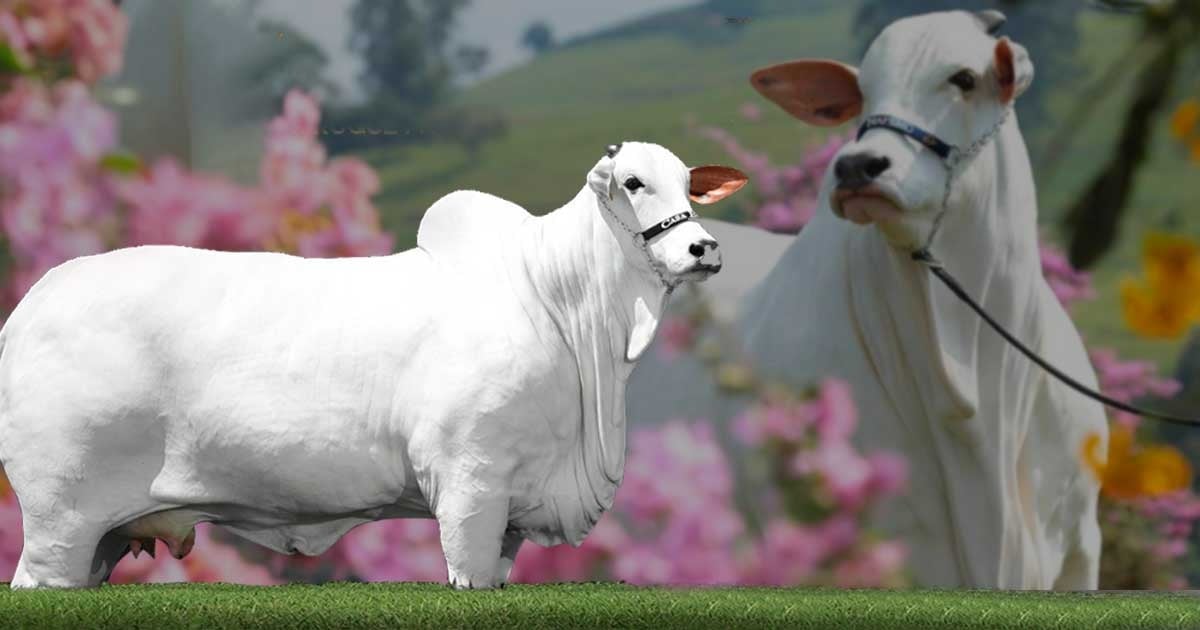 Así se vendió la vaca más cara del mundo: 18 mil millones de pesos
