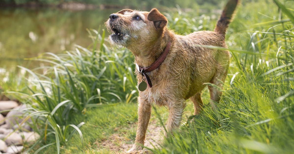 Si ha tenido problemas por la bulla de sus perros, ladrar ya es un derecho protegido por la ley