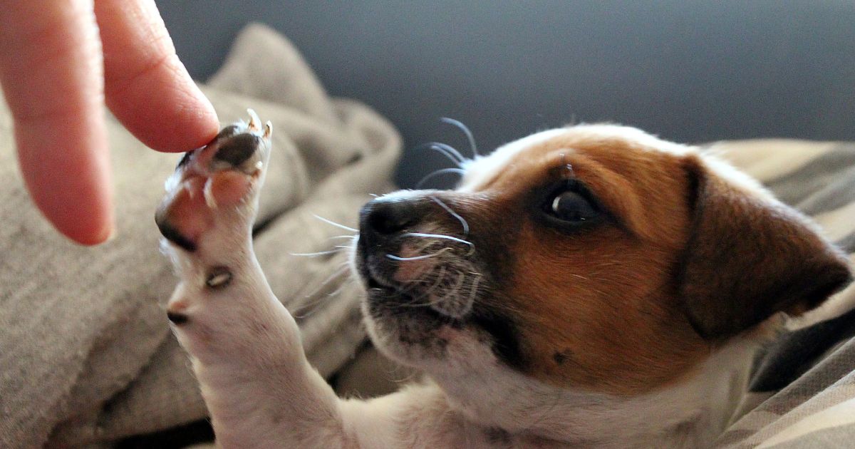 ¿Por qué hoy es el día del perro?