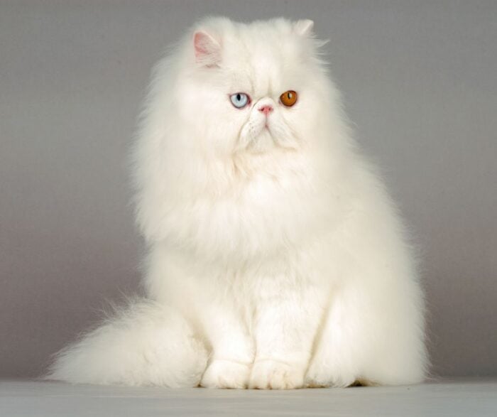  - Los gatos más costosos en Colombia, son de raza aria