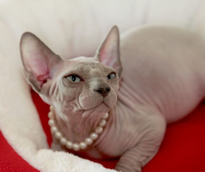  - Los gatos más costosos en Colombia, son de raza aria