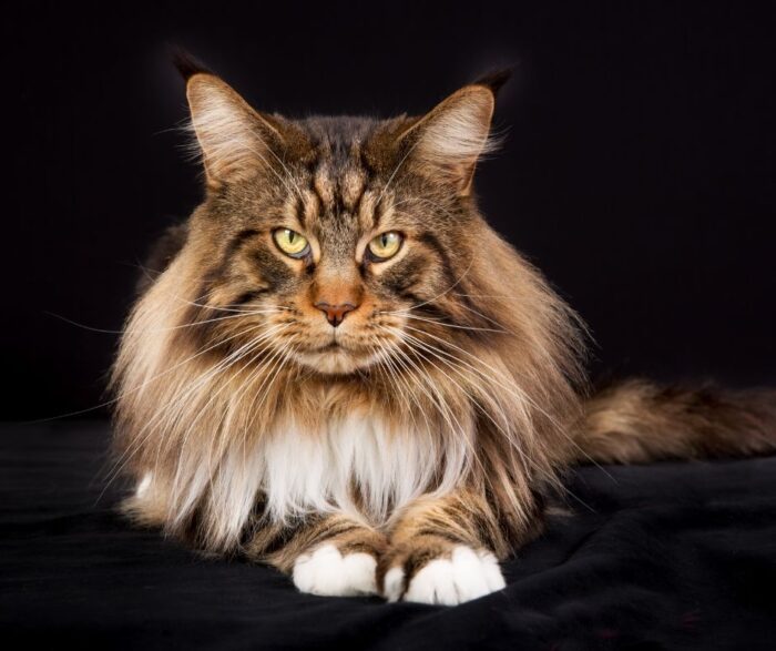  - Los gatos más costosos en Colombia, son de raza aria