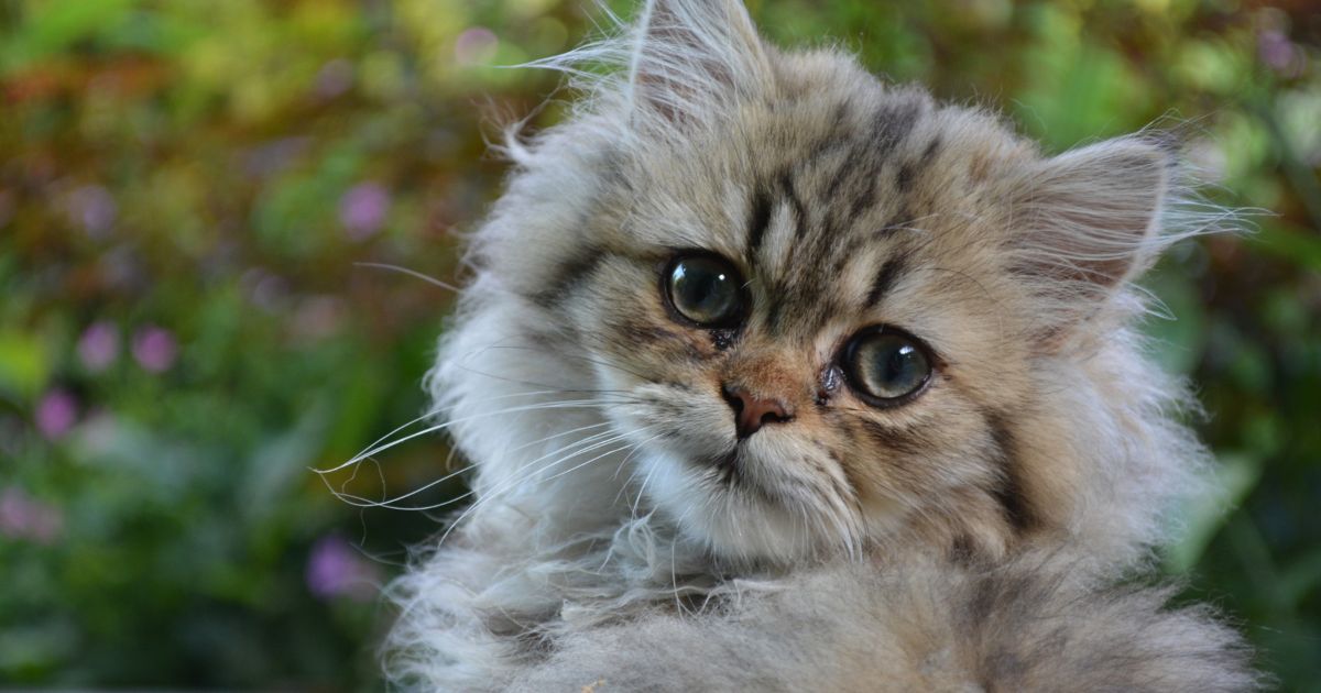 Los gatos más costosos que puede comprar en Colombia