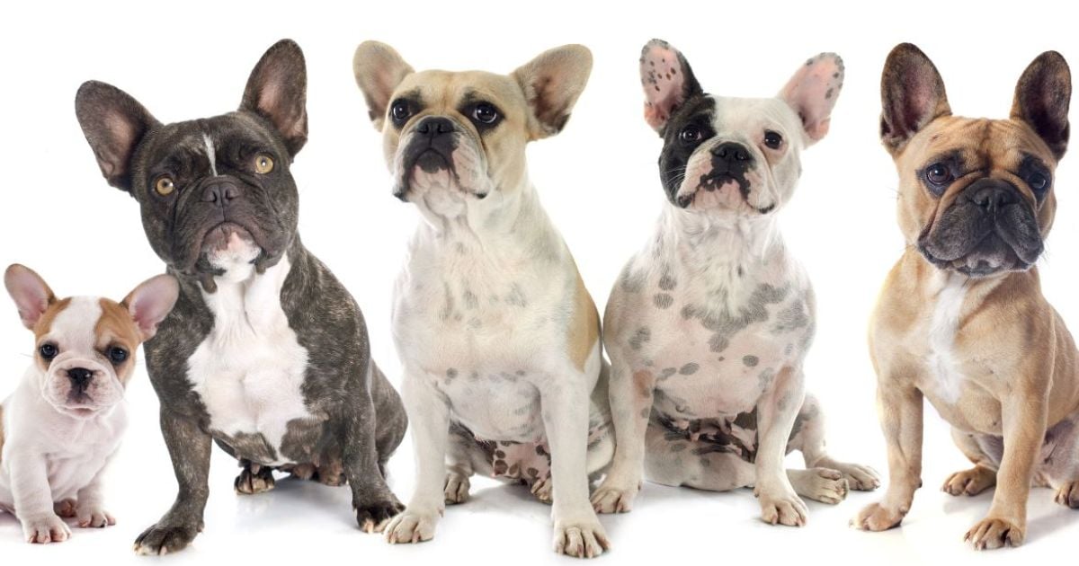 Las 5 razas de perros más caras del mundo que no bajan de los 20 millones de pesos