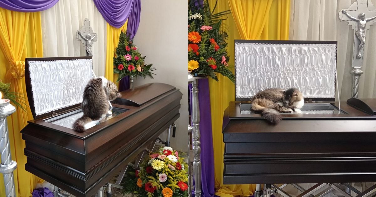 Ni la muerte los separó: 'Nucita' la gata que durmió hasta el ultimo minuto en el ataúd de su dueño