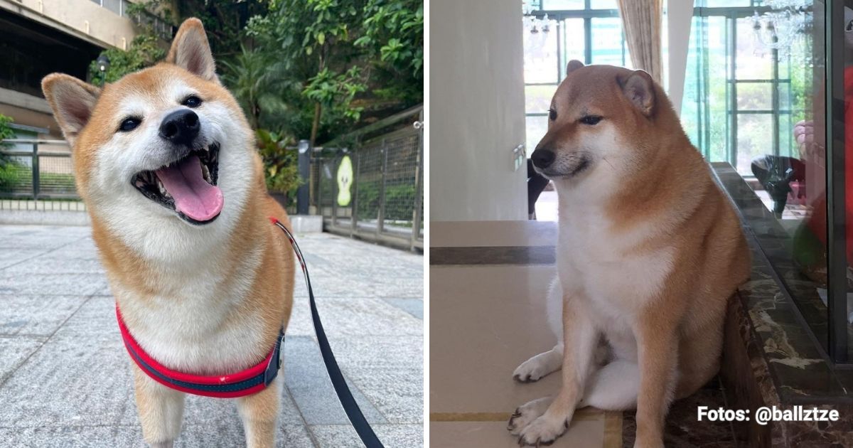 Cheems, el perrito más querido de internet, dijo adiós después de haber esparcido sonrisas por el mundo