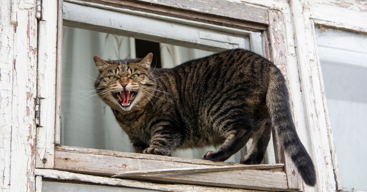 Qué hace un gato cuando alguien no le cae bien. Conozca las señales
