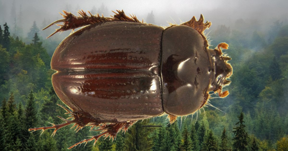 El escarabajo con genitales únicos: la nueva especie descubierta en Colombia