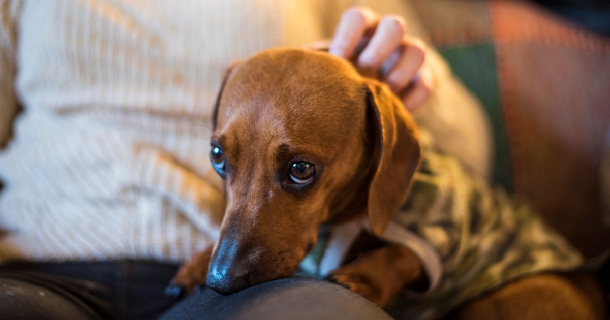 Por qué los perros viven menos en Colombia que en el resto del mundo. Esta es la explicación