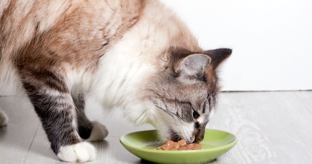 Estos son los 5 mejores concentrados para gato en el mercado colombiano