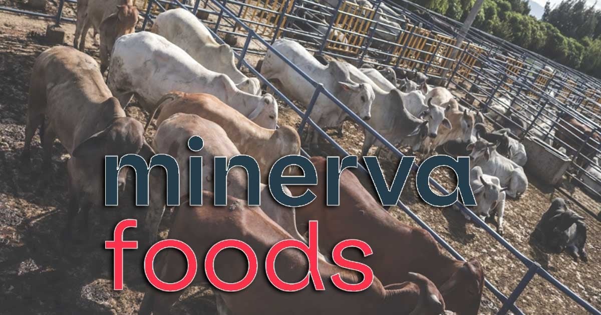 Se aleja la posibilidad de que Minerva Foods vuelva a comprar ganado colombiano para exportar