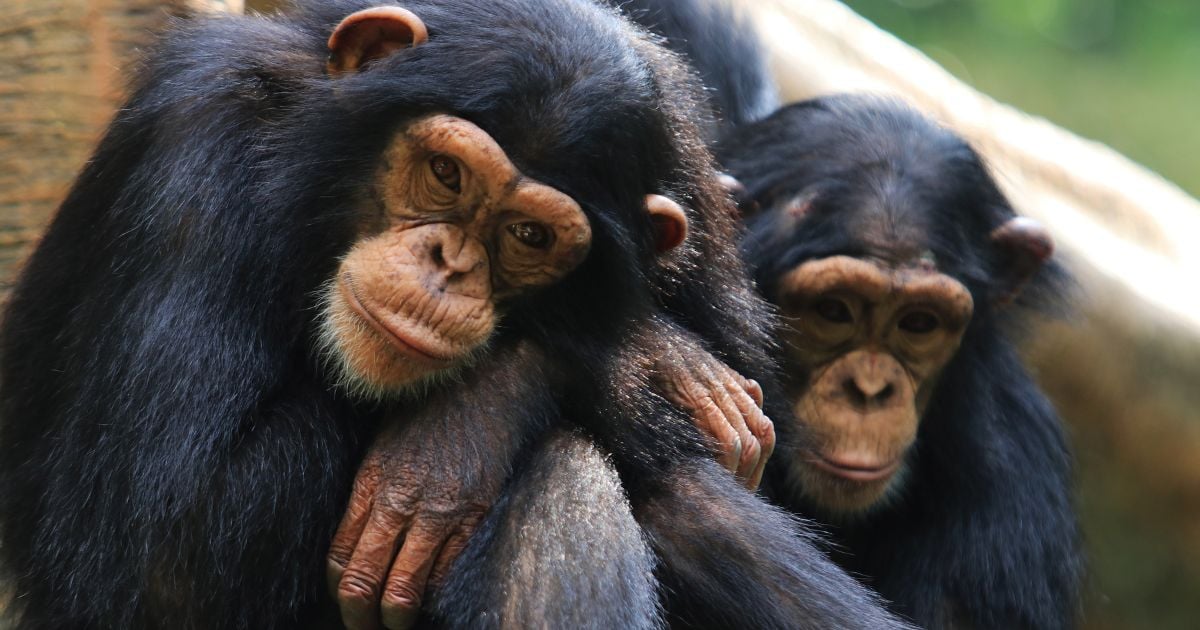 El proyecto que quiere salvar al chimpancé que convivía con Pancho y Chita. Lo quieren sacar de Colombia