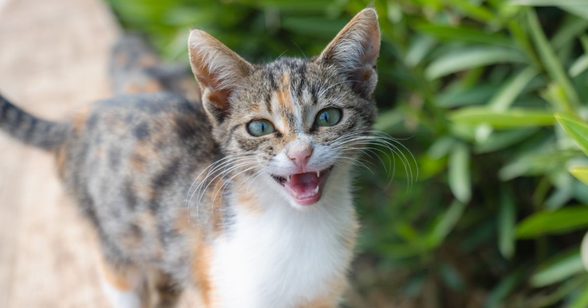 ¿Qué significan los diferentes maullidos de sus gatos?