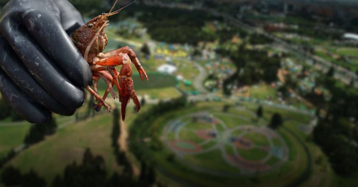 La alcaldía de Bogotá va a convertir cangrejos invasores del Simón Bolívar en comida. Este es el plan