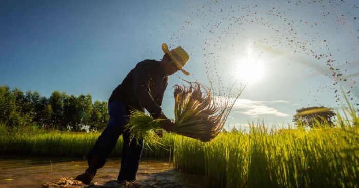 Victoria legal para campesinos en caso de arrendamiento de tierras rurales