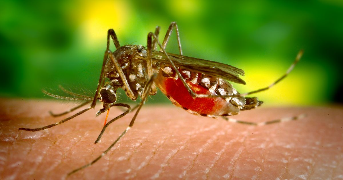 ¡Cuidado con la infodemia sobre el dengue en Colombia!