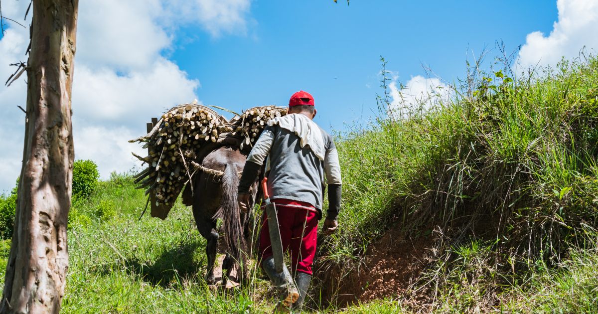 Derechos campesinos y desarrollo rural