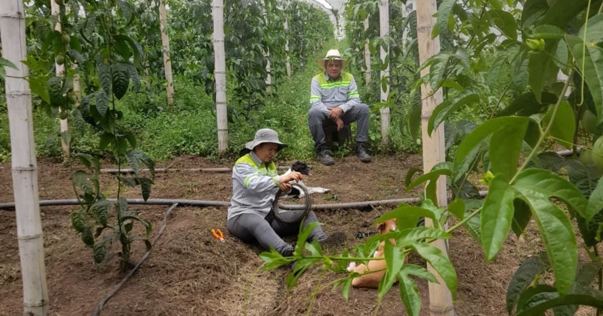 En Antioquia estrechan alianza para financiar proyectos agropecuarios en siete municipios