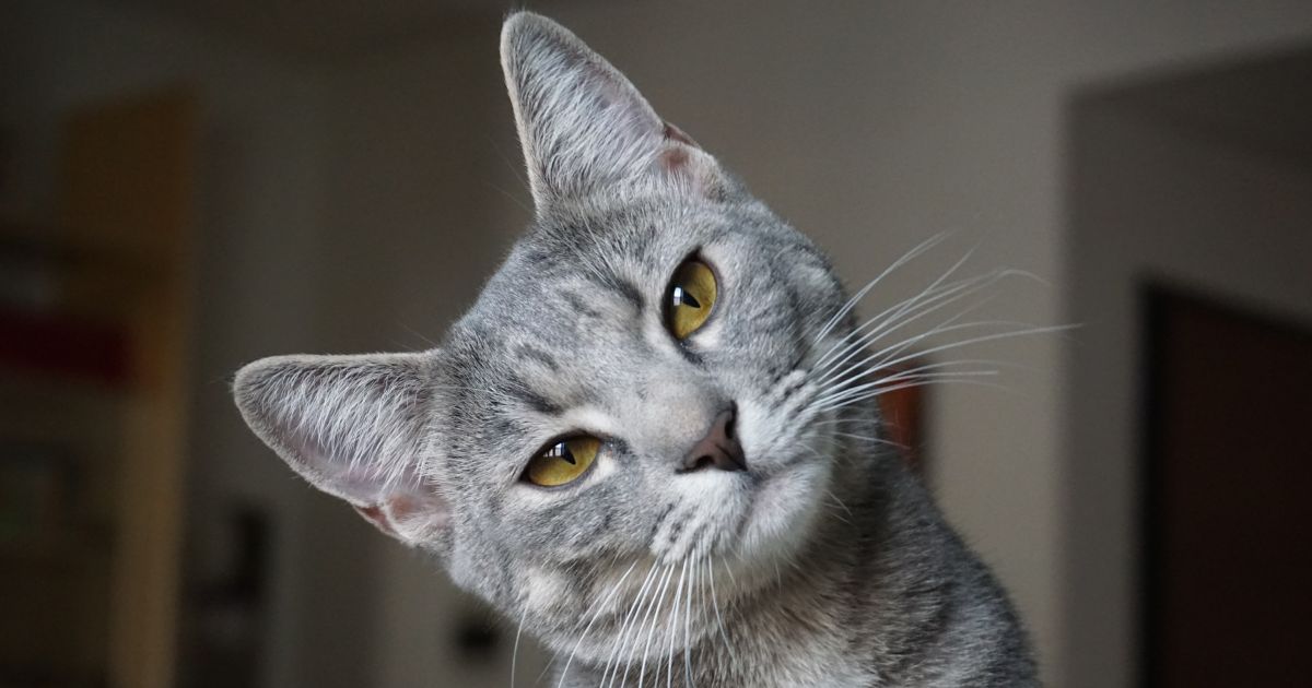 ¿Quiere saber qué quiere su gato cuando maulla? Esta aplicación le traduce los maullidos