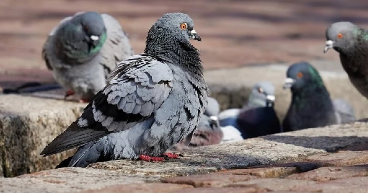 ¿Por qué las palomas mueven la cabeza al caminar?