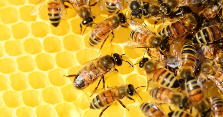  - Tenjo lanza emotiva campaña para concientizar sobre las abejas, especie en vía de extinción