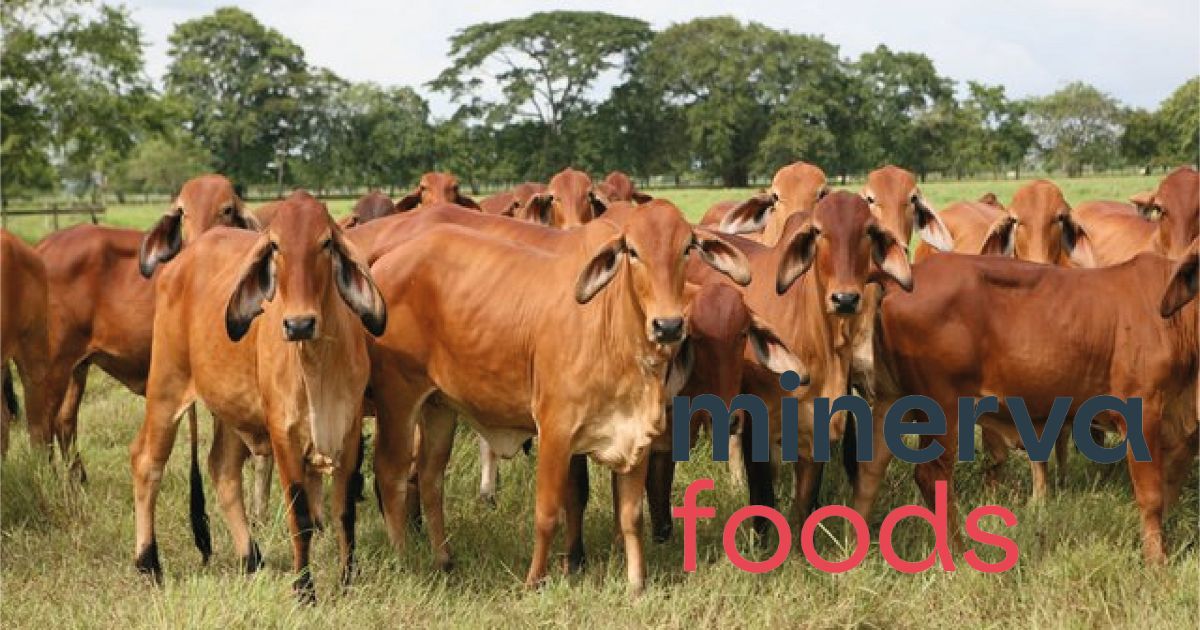 La brasilera Minerva Foods volverá a comprar ganado colombiano para exportar la carne 