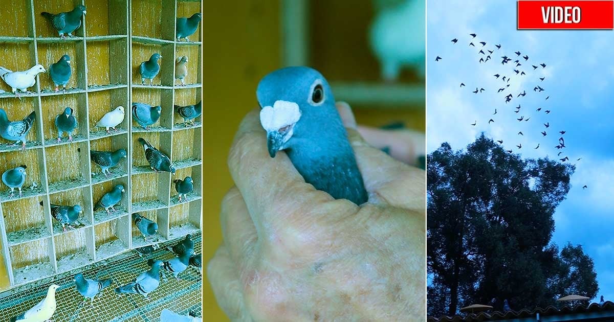El último criadero de palomas mensajeras en Colombia