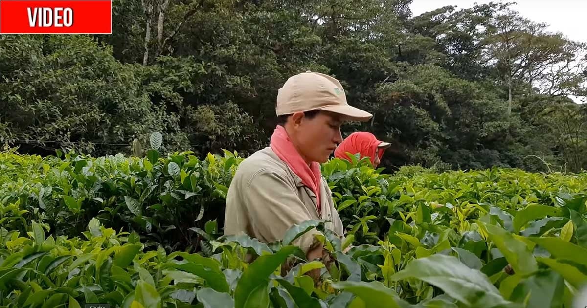 El exitoso té Hindú que hace 63 años se inventó un campesino en las montañas del Valle del Cauca