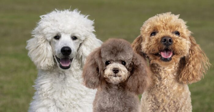 Las 4 razas de perritos ideales para casas pequeñas porque no emiten olores - -- Las2orillas perritos ideales para casas pequeñas