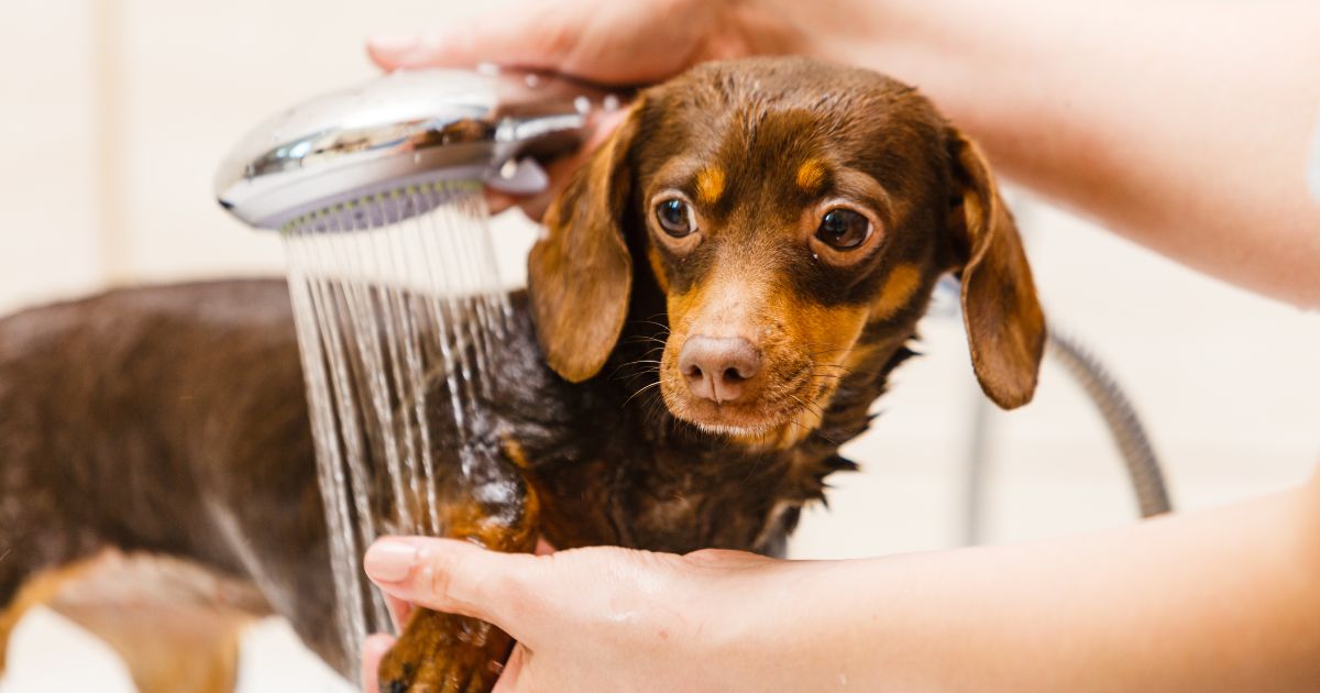 Con qué frecuencia debe bañar a su perro y por qué debe hacerlo. Se lo contamos