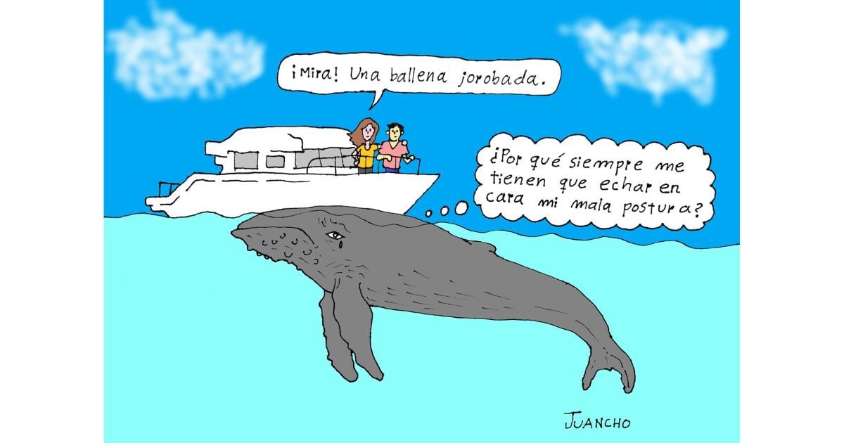 Caricatura: ballenas jorobadas