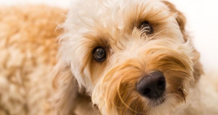 Las 4 razas de perritos ideales para casas pequeñas porque no emiten olores - -- Las2orillas perritos ideales para casas pequeñas