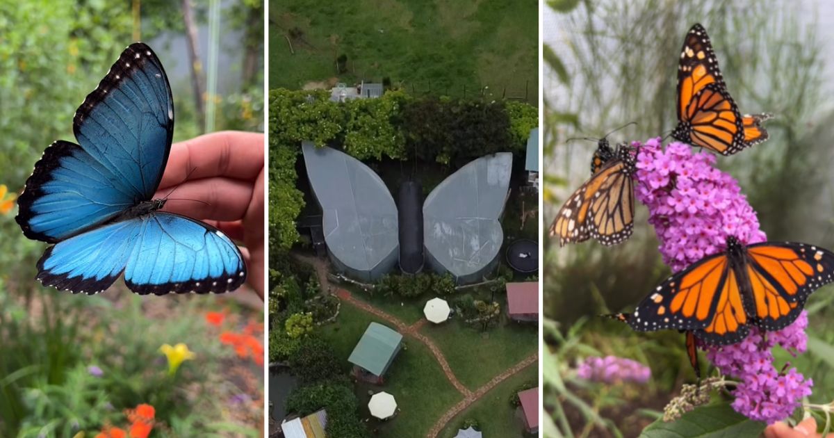 El paraíso de las mariposas cerquita de Bogotá que puede conocer por menos de 20 mil pesos