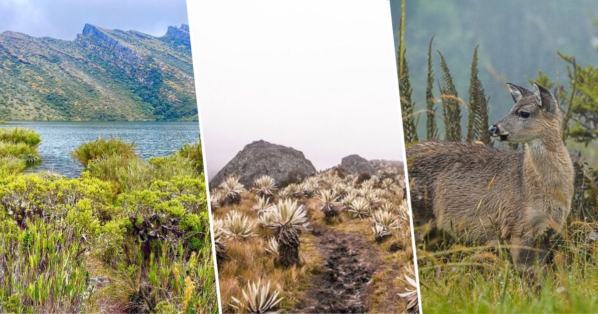 El Parque Nacional Natural que puede conocer a una hora de Bogotá  