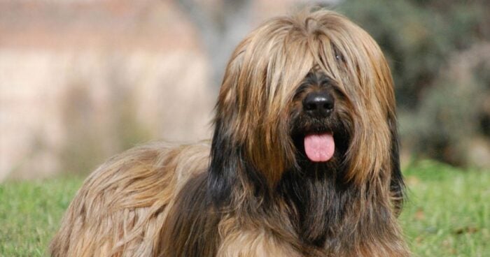 Las 4 razas de perritos ideales para casas pequeñas porque no emiten olores - -- Las2orillas perritos ideales para casas pequeñas