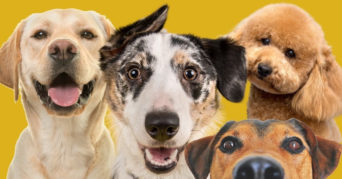 Las 4 razas de perros perfectas para tener como mascota en casas pequeñas. No emiten olores 