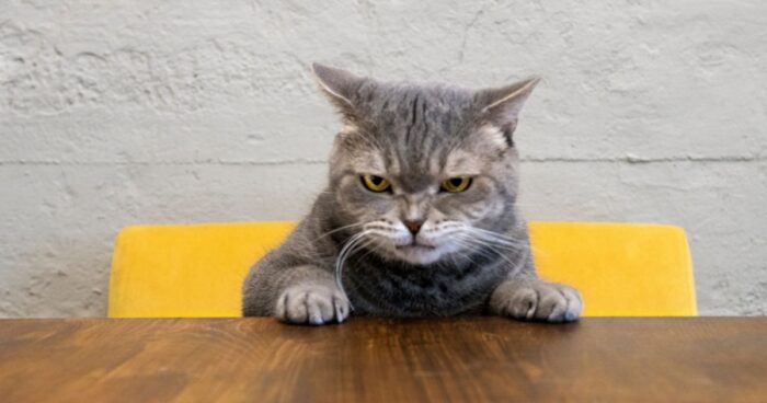  - Por qué un gato se va de la casa. Estas son las razones