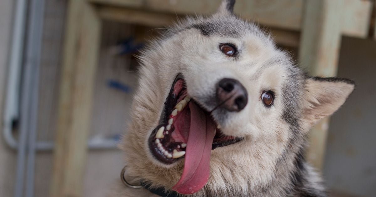 Las tres razas de perro que los veterinarios no recomiendan tener como mascotas