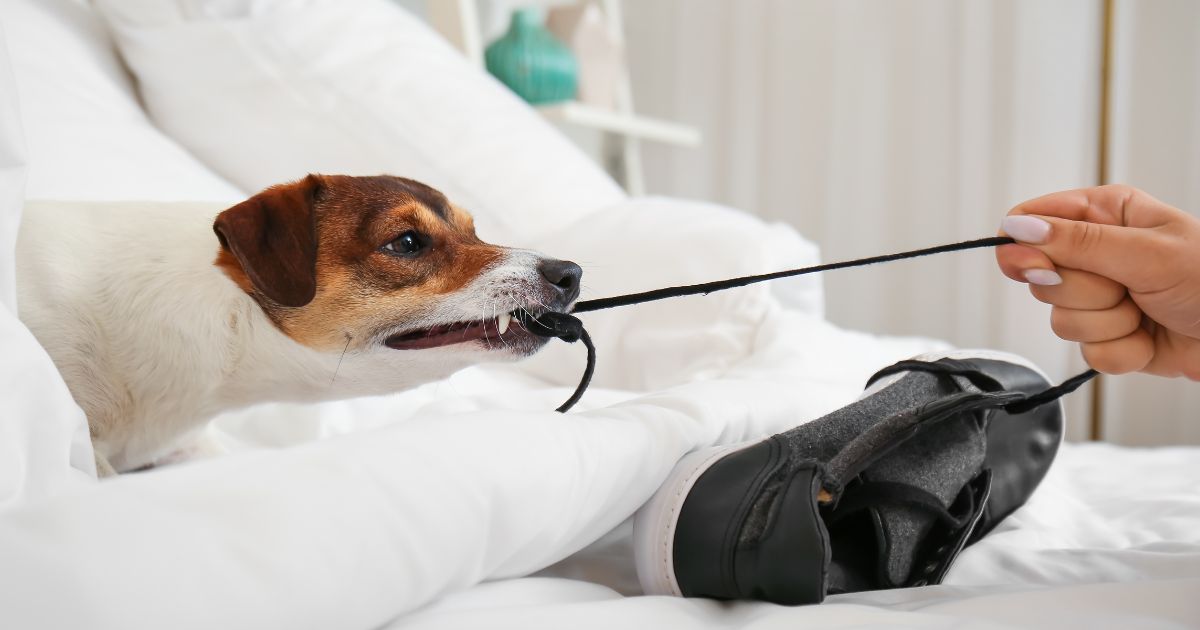 Las tres razas de perro más desobedientes según los expertos; le sacarán canas